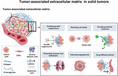 Tumor-Associated Extracellular Matrix: How to Be a Potential Aide to Anti-tumor Immunotherapy?